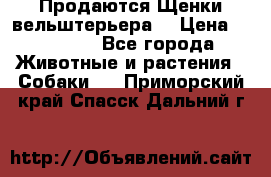 Продаются Щенки вельштерьера  › Цена ­ 27 000 - Все города Животные и растения » Собаки   . Приморский край,Спасск-Дальний г.